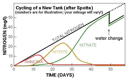 Illustrative nitrogen cycle, with a red circle marking the estimated high-nitrite stage