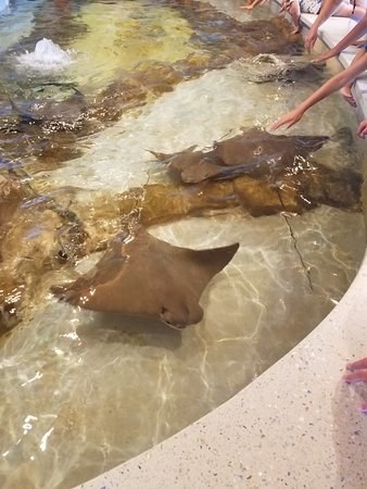 Rays in the Turtle Back Zoo touch tank