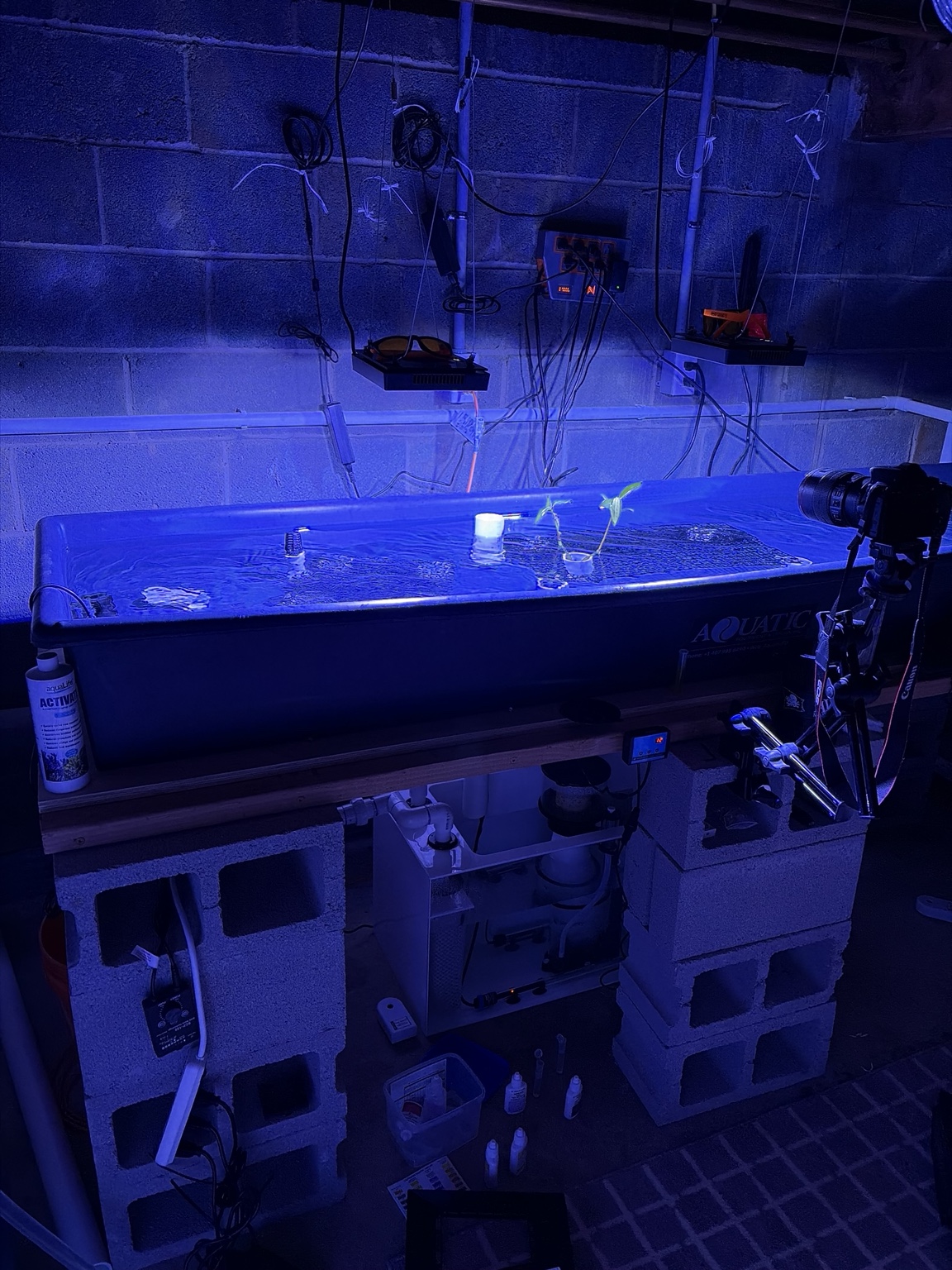 The Alquatics basement coral farm system