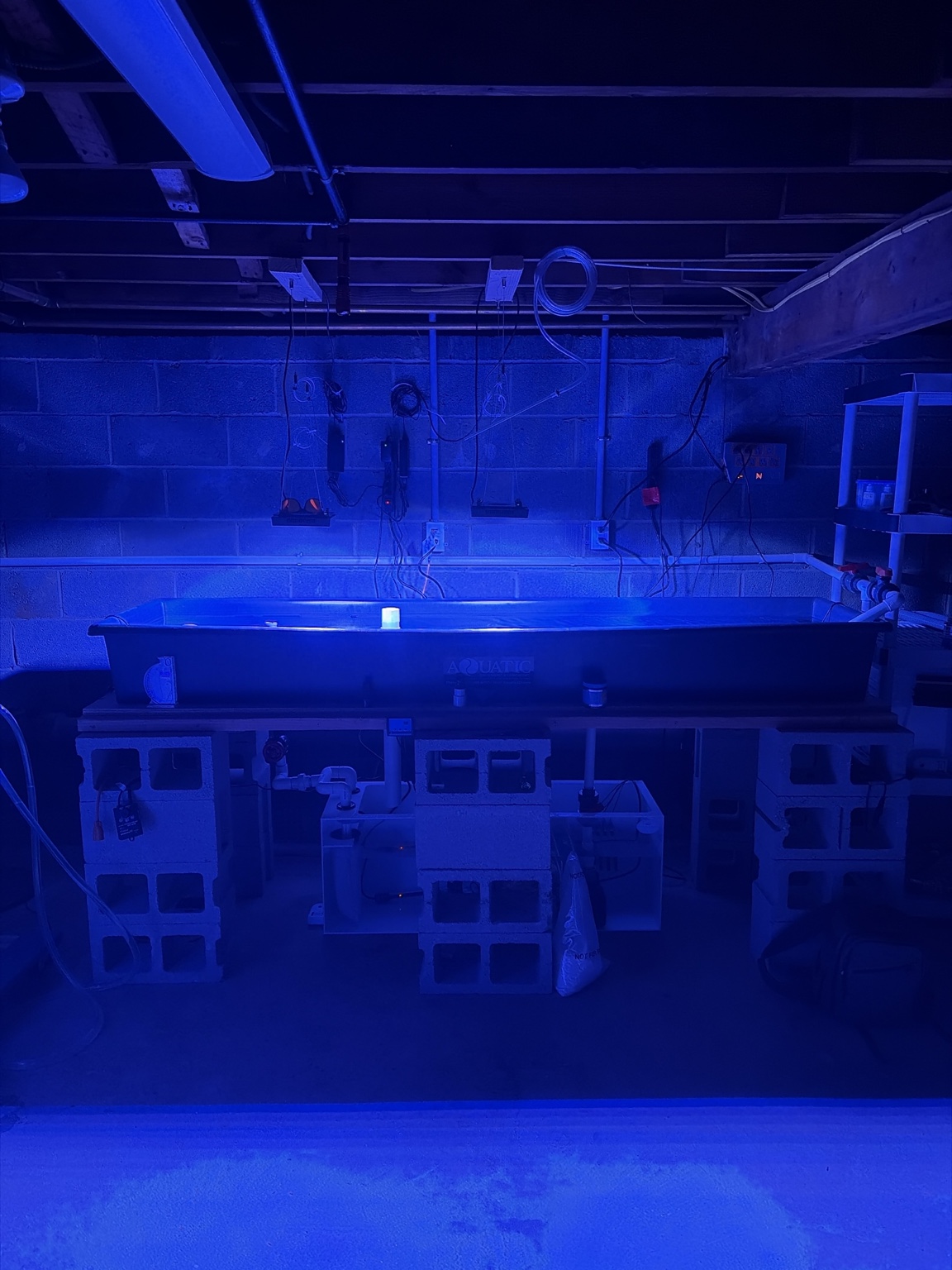 The complete basement farm under blue lights